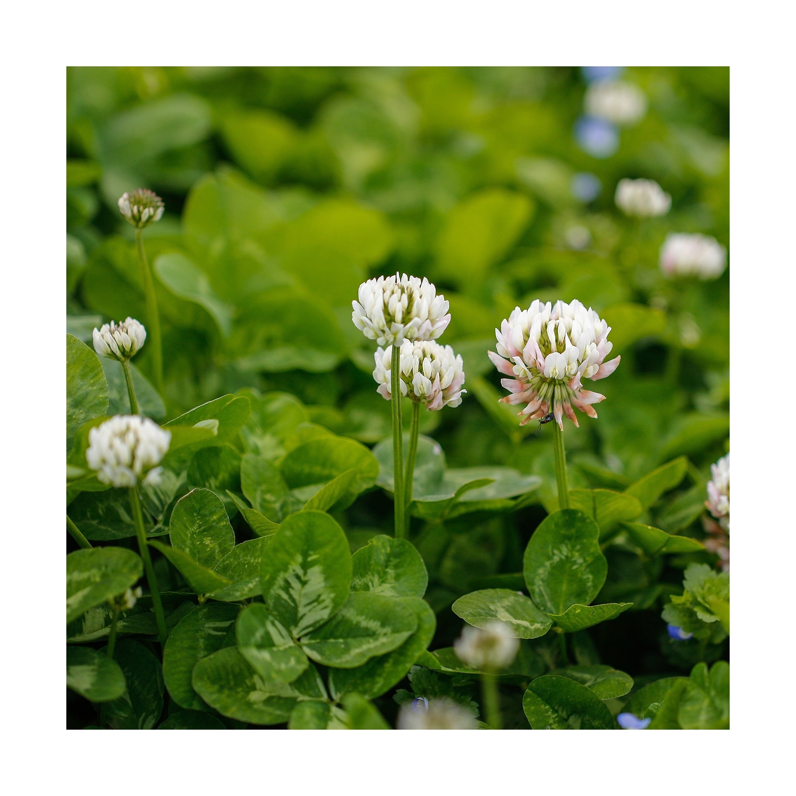 Outsidepride Perennial White Dutch Clover Seed – 1 lbs. Nitrocoated, Inoculat…