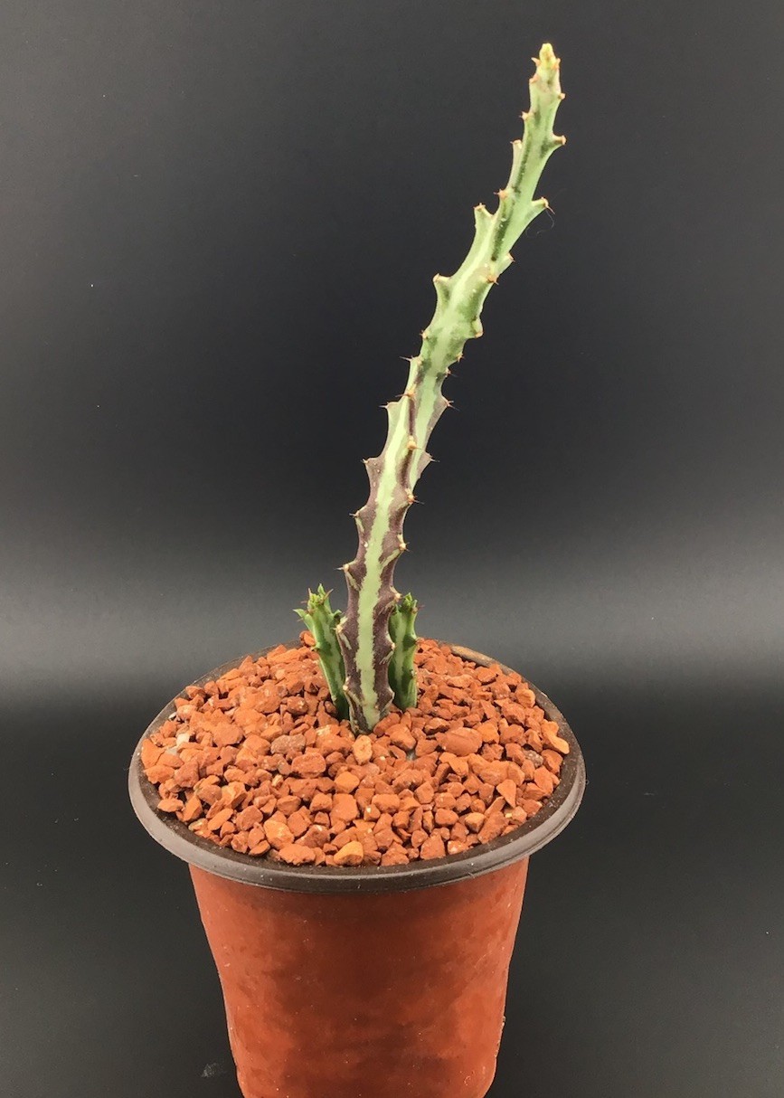euphorbia knuthii Live Succulent Plant with Roots FREE SHIPPING