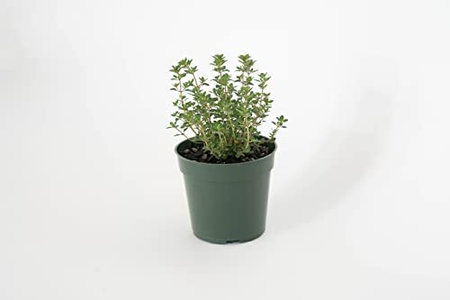 Lemon Thyme, Thymus Citriodorus, Fully Rooted, Hardened Off, Thriving Inside a