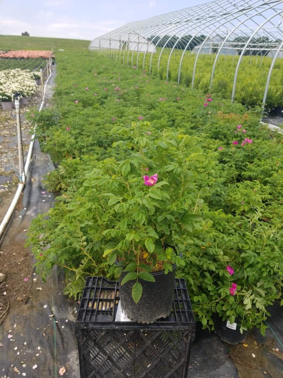 Robust Pink Rugosa – Size #2 Container – Drought Tolerant
