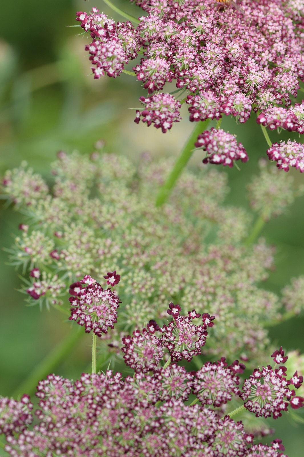 PURPLE AND PINK QUEEN ANNS LACE 100 SEEDS, DAUCUS CAROTA PURPURA