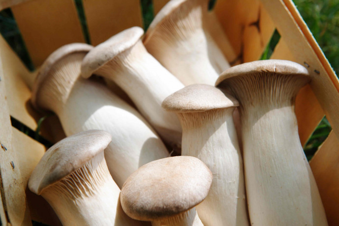 Mycelium Oyster Royal + Champignon GIANT + Chanterelle Yellow Organic Ukraine