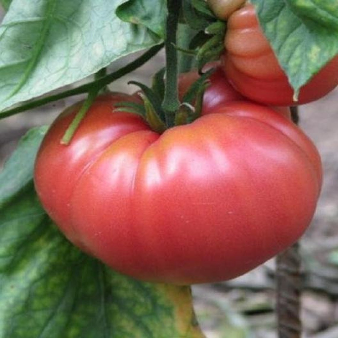 Tomato Live Plant – Seedlings/Plugs and Plants – 3″- 12″ tall – 30-60+ days old