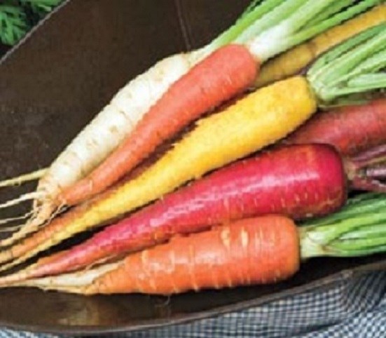 1,000 Carrots Seeds Rainbow Blend Garden Seeds Rainbow Carrots