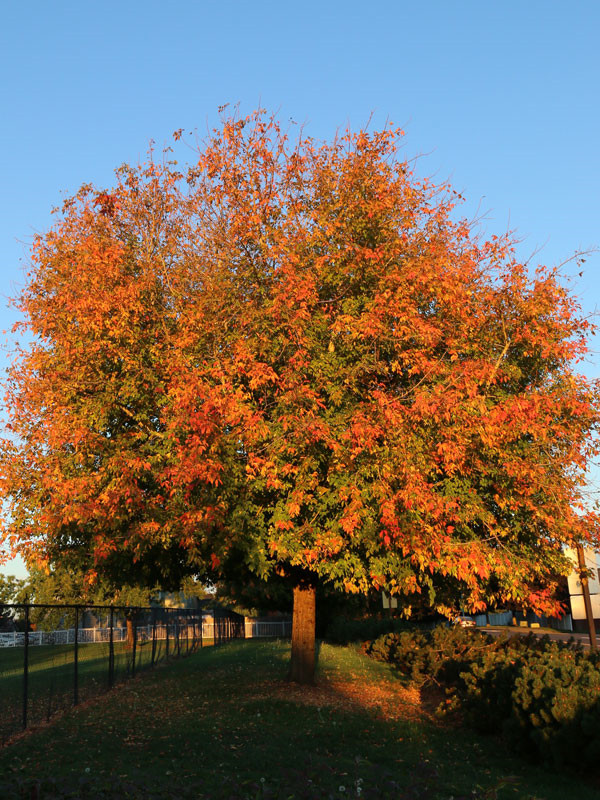 3 Boxelder Maple Tree Acer negundo Bare Root 12-24″