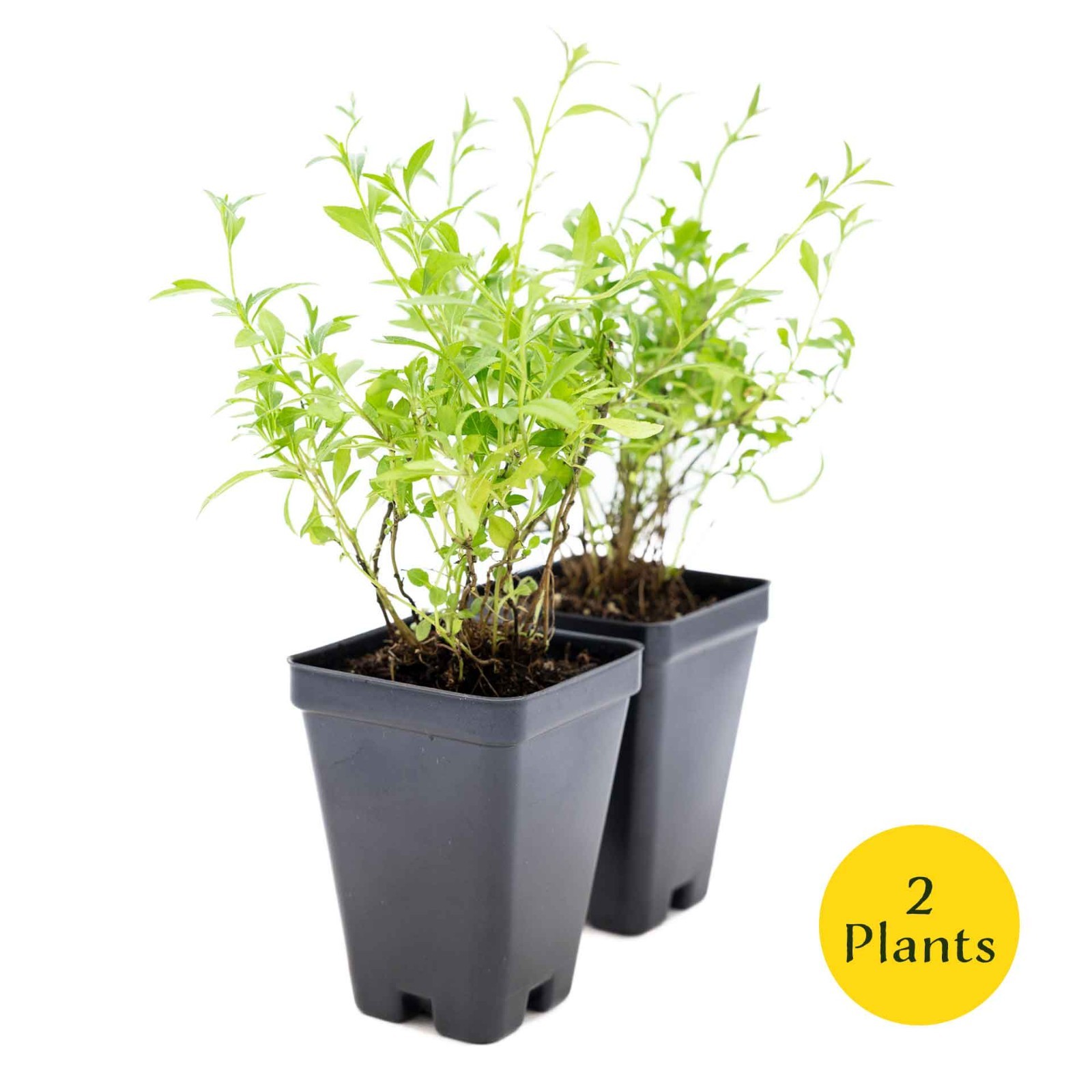 2 Santa Barbara Daisy Plants in 3.5″ Cubes | Flowering Groundcover (Erigeron)