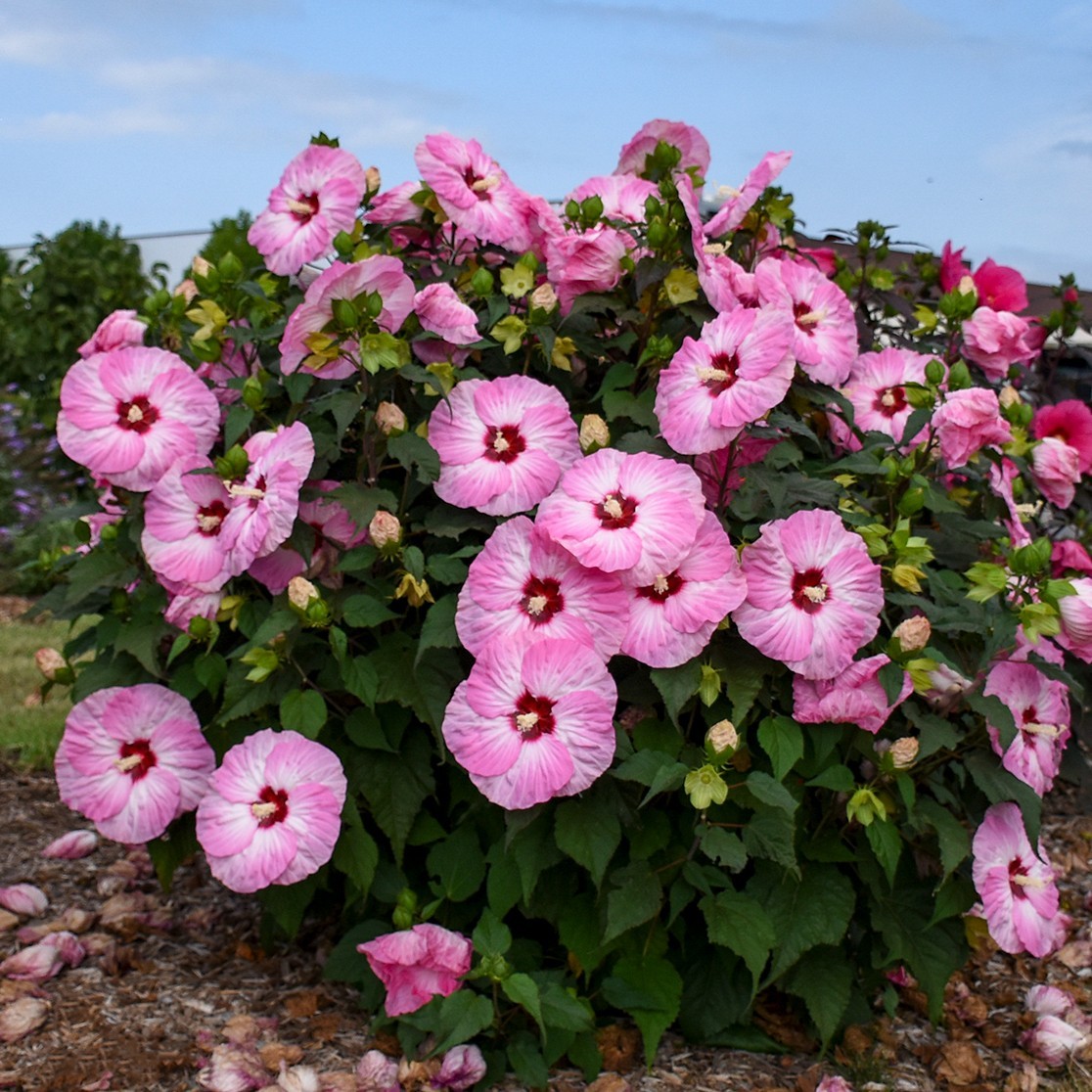 bush hibiscus SPINDERELLA pink flower hardy 2.5″ pot = 1 Live Potted Plant