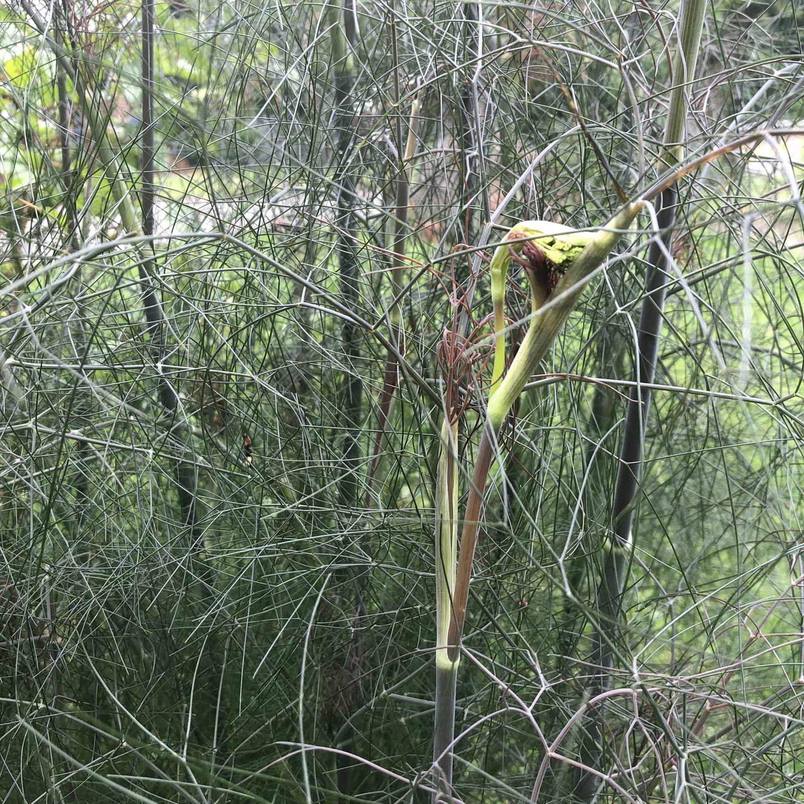 Organic Bronze Fennel Live Plant (Foeniculum vulgare “Purpureum) in 2.5 inch