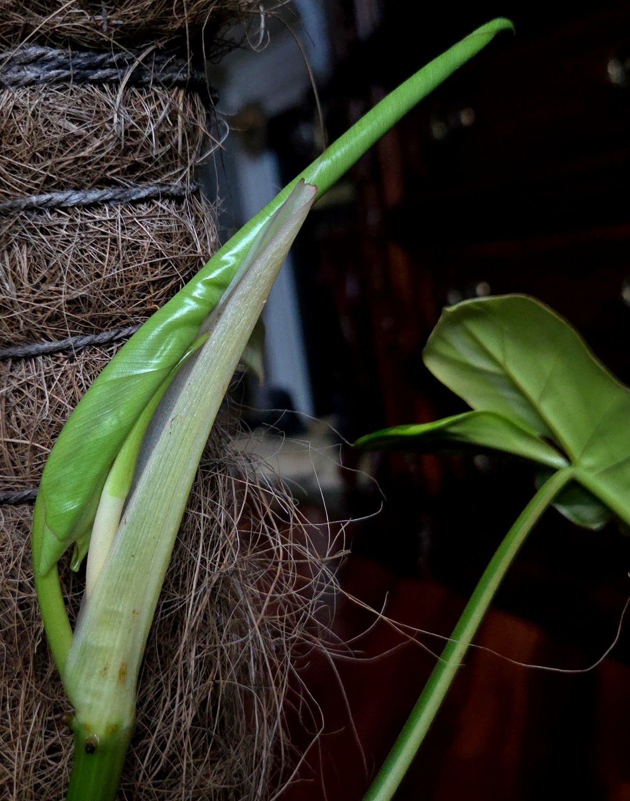 Rare XL Philodendron Florida Beauty X Paraiso Verde 28″ Wide 14″ Leaf Monstera