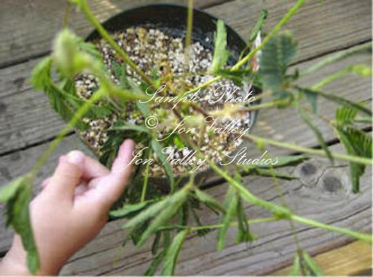 Mimosa pudica Sensitive Plant Seeds Fun for Kids as the Leaves Move on their OWN