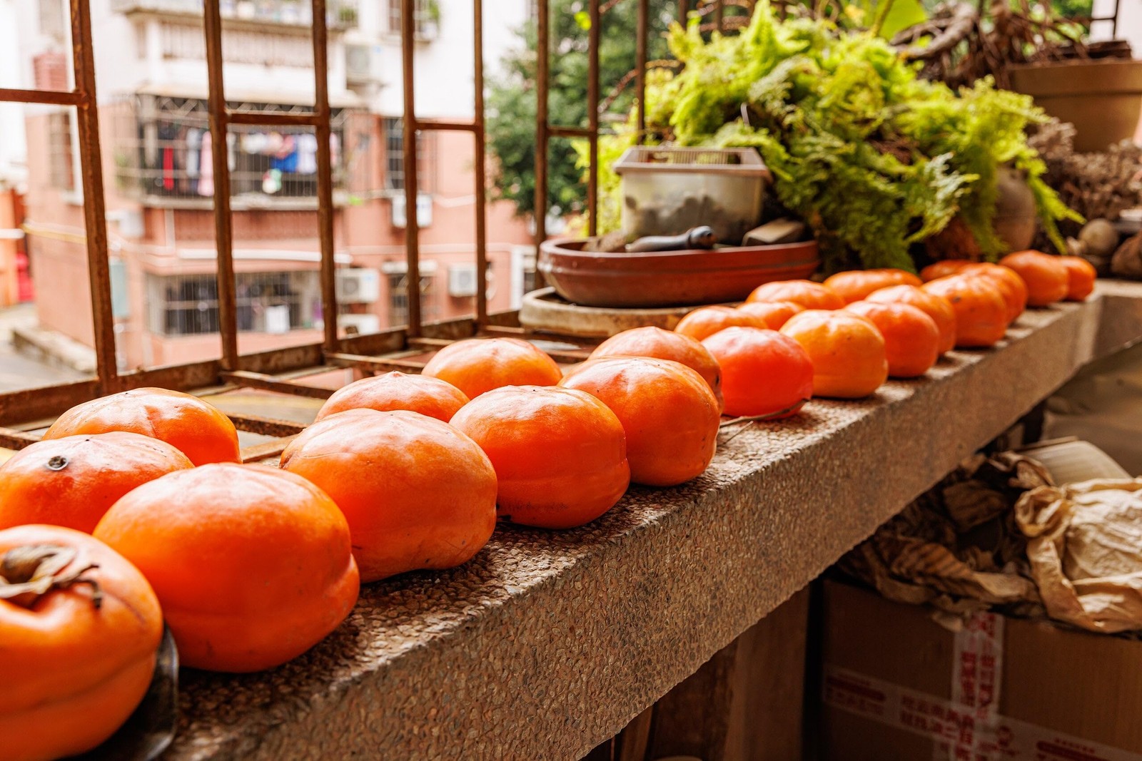 – Japanese Persimmon Tree Seeds – 10+ Count – for 2026 Planting Diospyros Kak…
