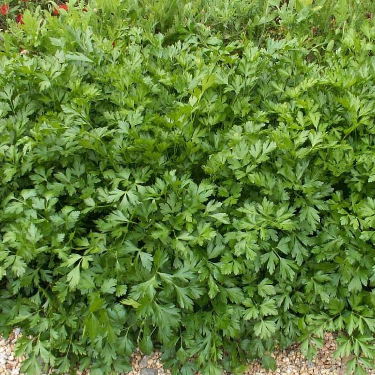 1/4 Lb Italian Giant Parsley Seeds – Everwilde Farms Mylar Seed Packet