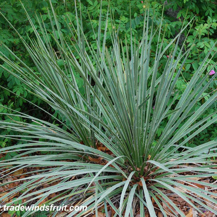 Yucca glauca ‘Soapweed Yucca’ COLD HARDY