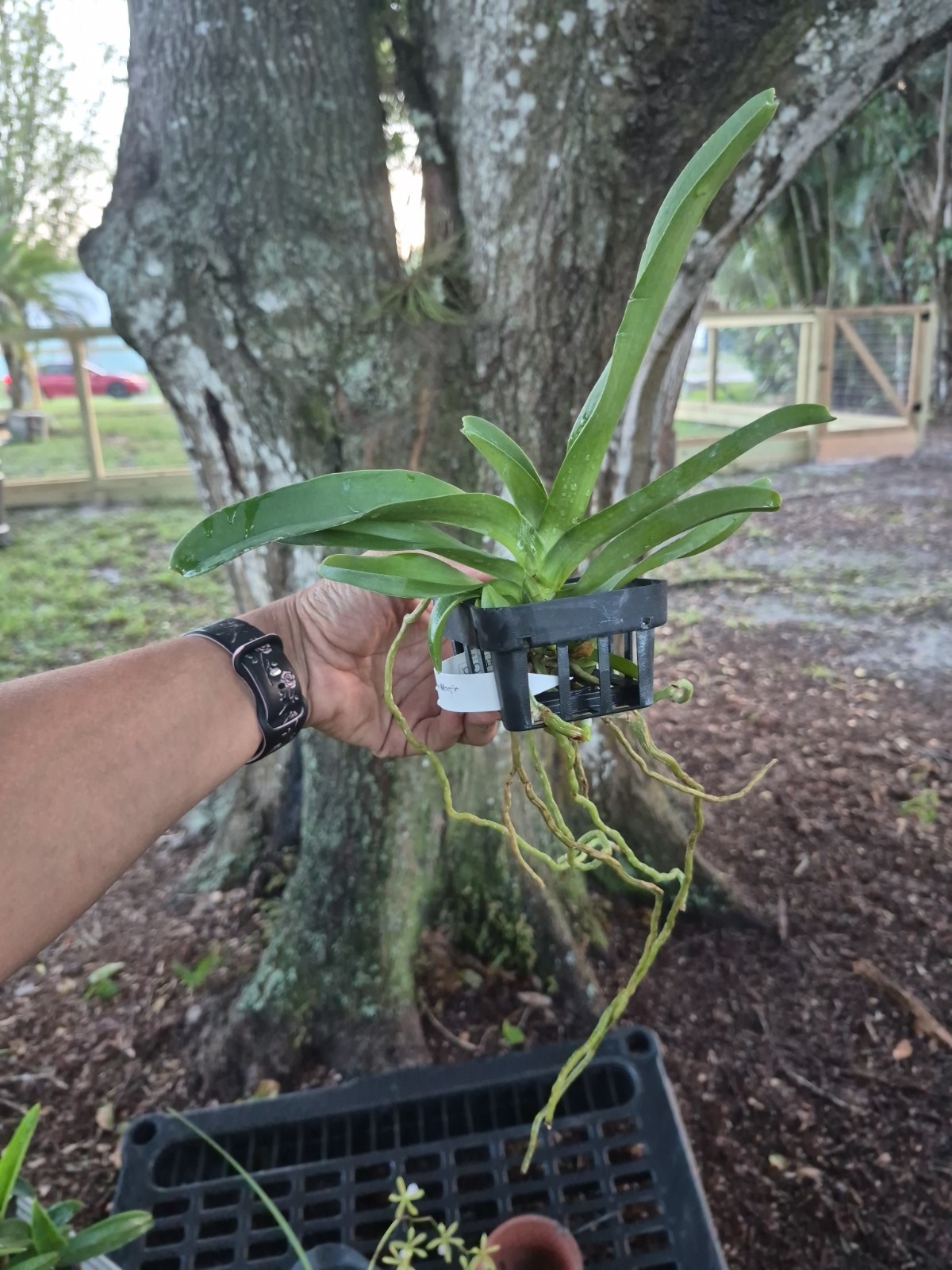 Vandachostylis Crownfox Magic Vanda Orchid Plant