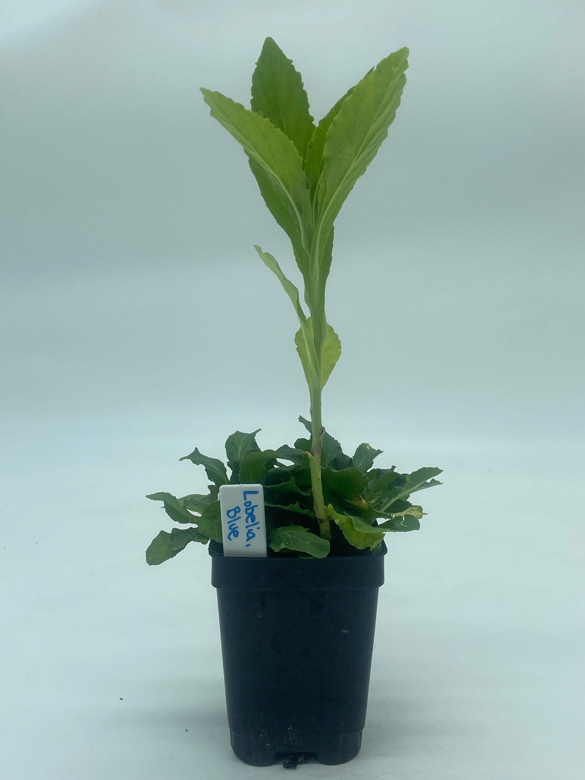 Great Blue Lobelia Live Plant 3″ Starter Pot – Lobelia Siphilitica