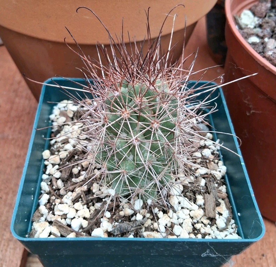 Mammillaria Poselgeri EXOTIC rare Cactus From BAJA MEXICO! Ships In A 4″ Pot!