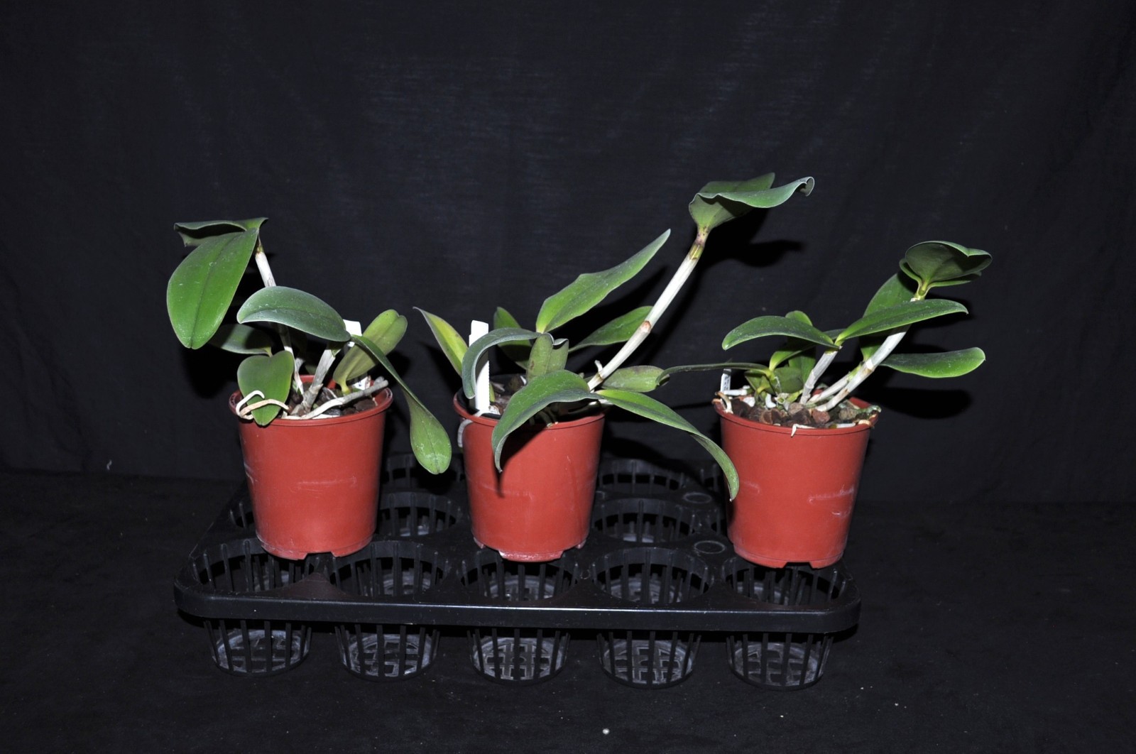 Cattleya Krulls Leopard incredible hybrid premium parents nice LRG BS plants!!!