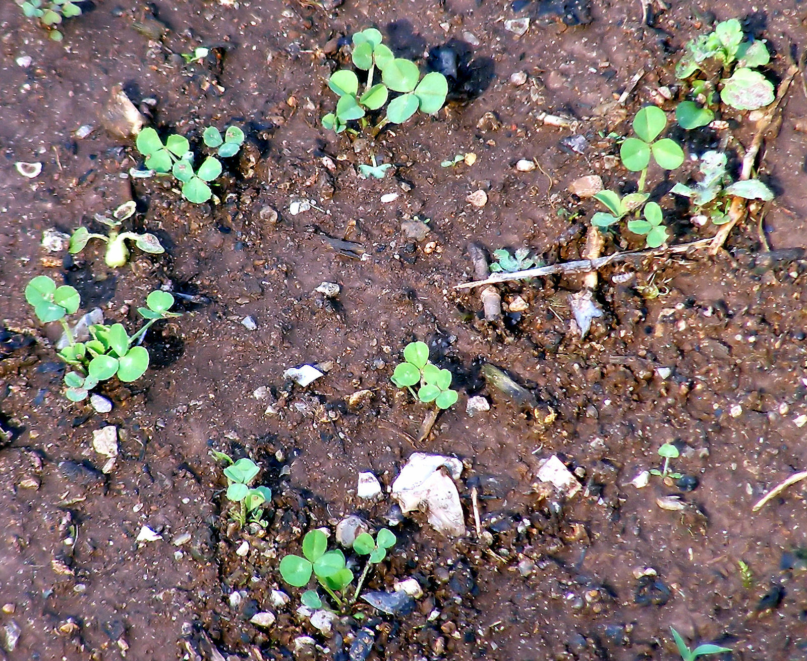 20 grams White Ladino Clover seed. Stabilize Nitrogen, Feed Bees! Pasture Forage