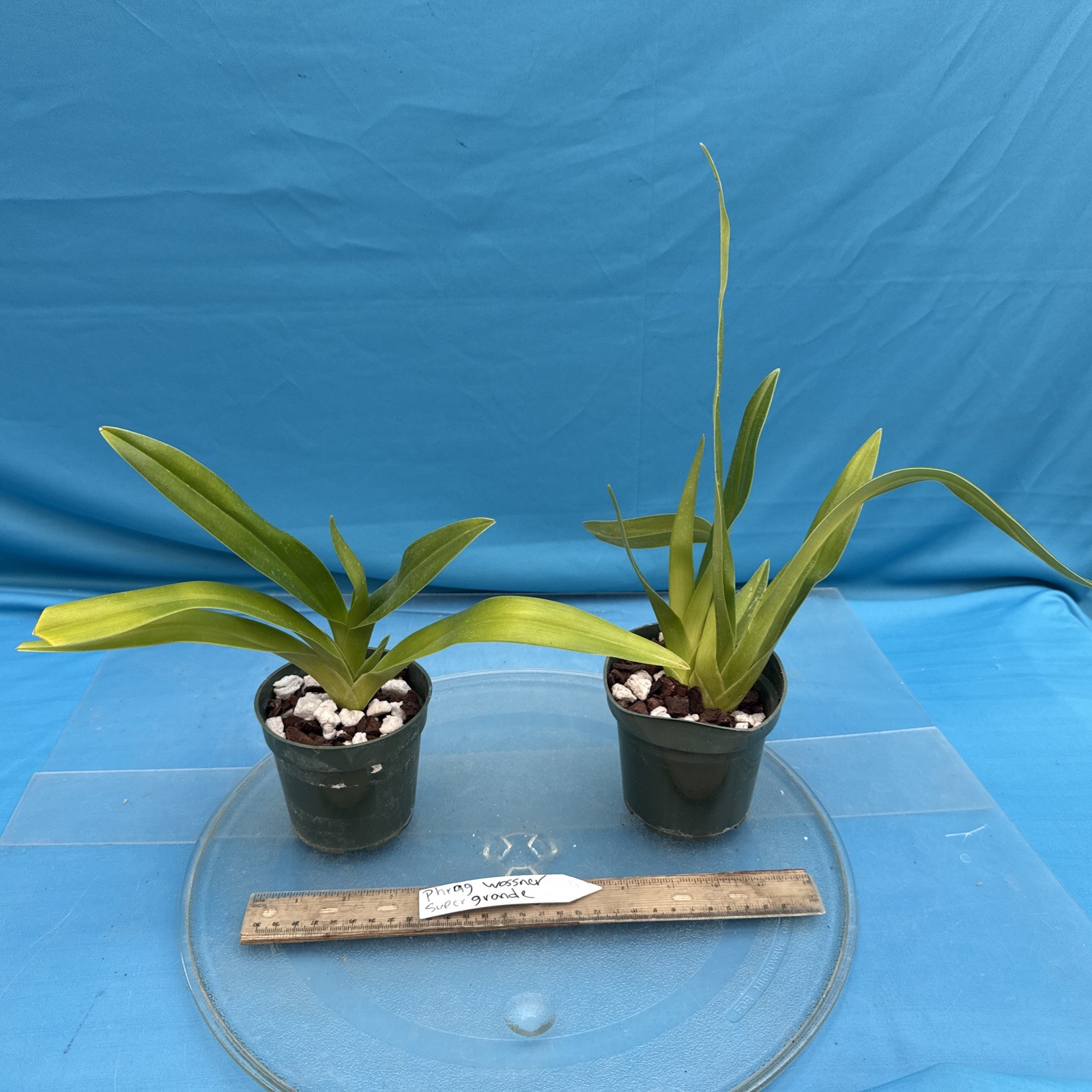 Phragmipedium Wossner Supergrande Olive Green Red Orchid New Growth 3.5” Pot