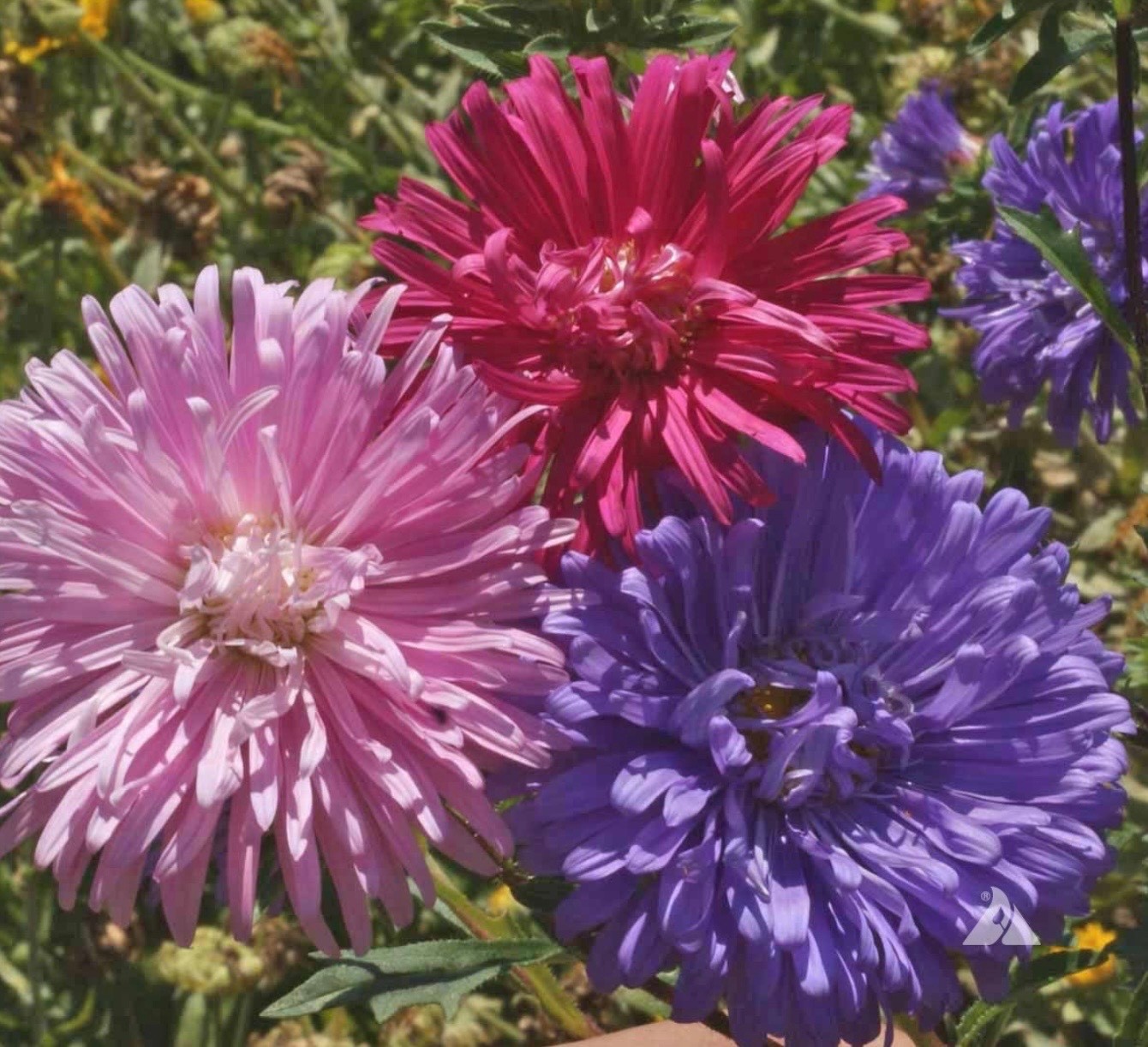 Aster Crego Giant Mix – Fresh Flower Seeds – Large Feathery Colorful Blooms
