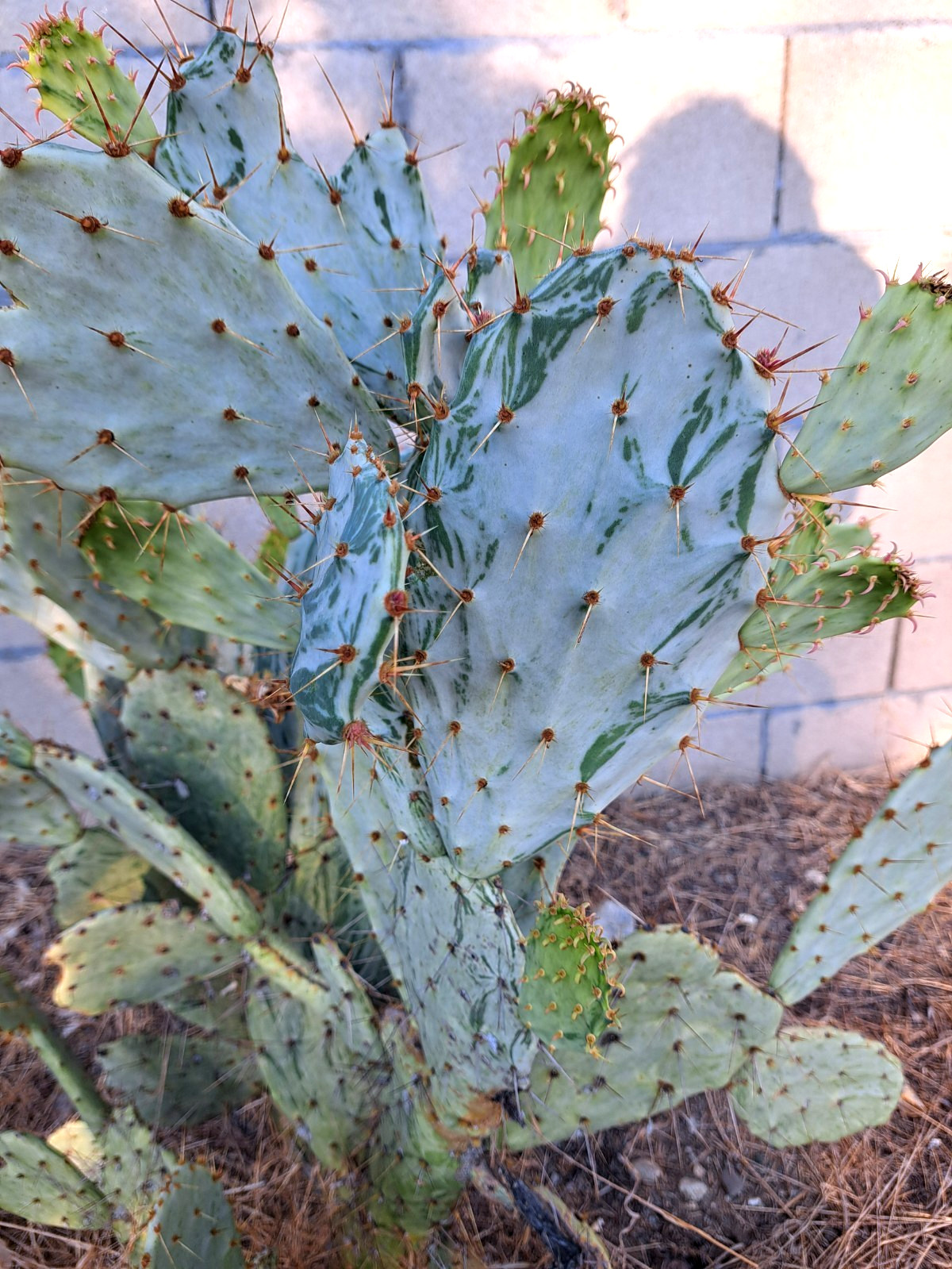 Opuntia Elatior Variegated Cactus Unrooted Cutting
