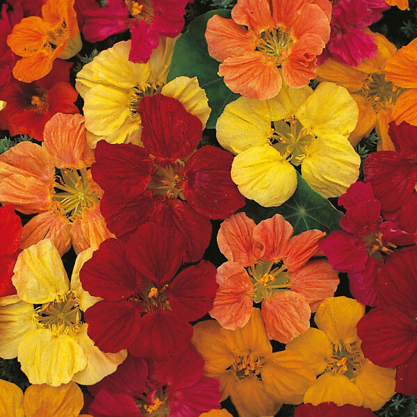 25+ TOM THUMB NASTURTIUM SEEDS FRESH FOR YOUR FLOWER GARDENS
