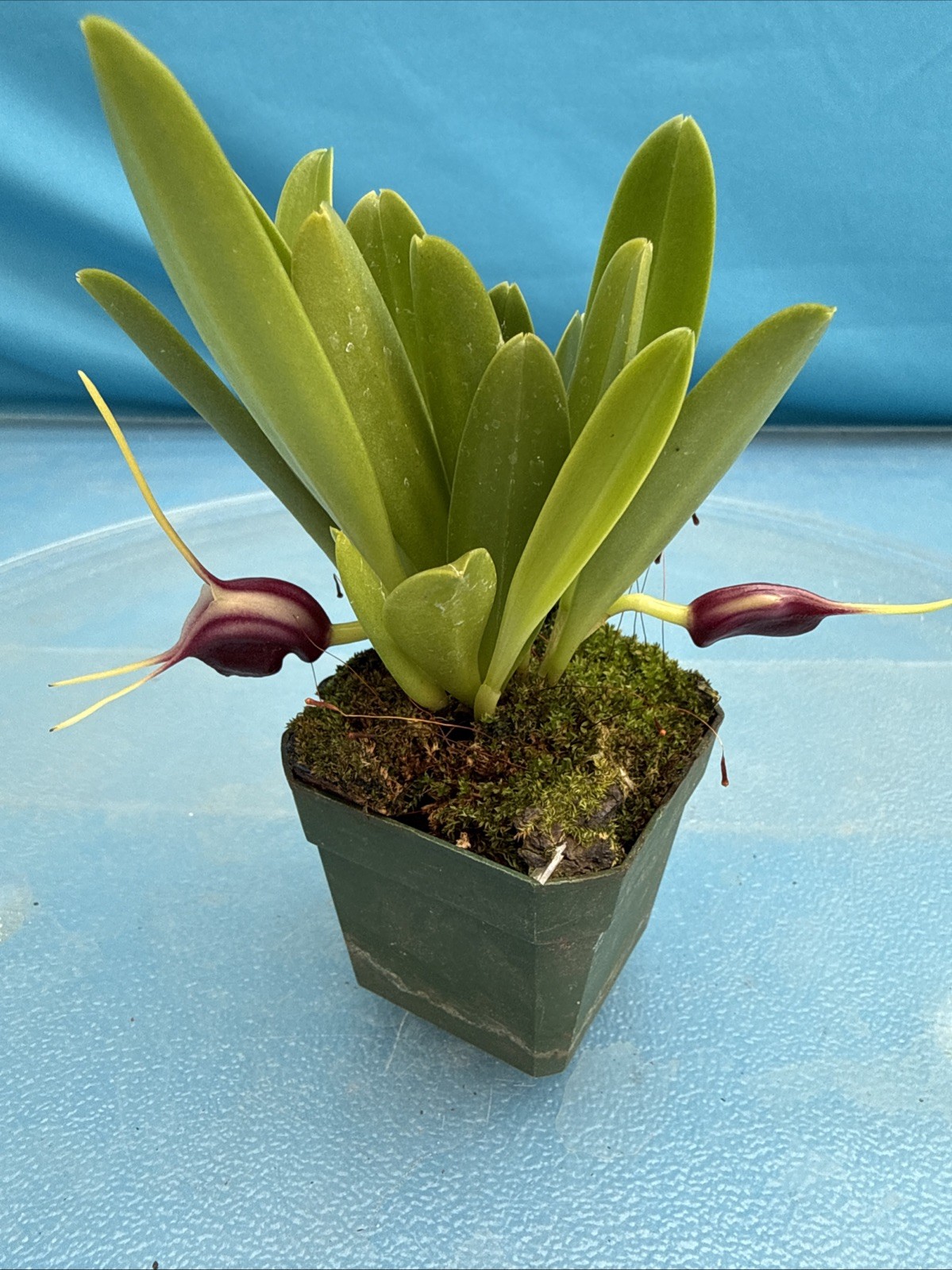 Masdevallia discoidea Cool To Intermediate Orchid Species Yellow Purple 2” Pot