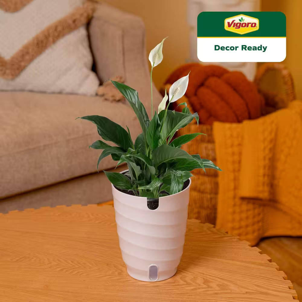 Peace Lily Indoor Plant in 6 In. White Decor Planter, Avg Shipping Height 1-2 Ft