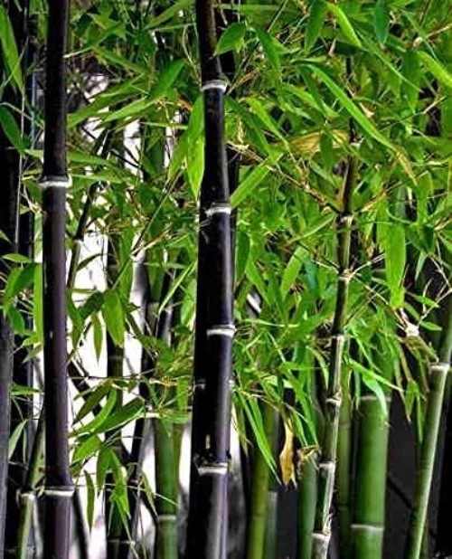 50+ Heirloom Black Bamboo Seeds – Grow for Privacy & Eco-Friendly Gardens