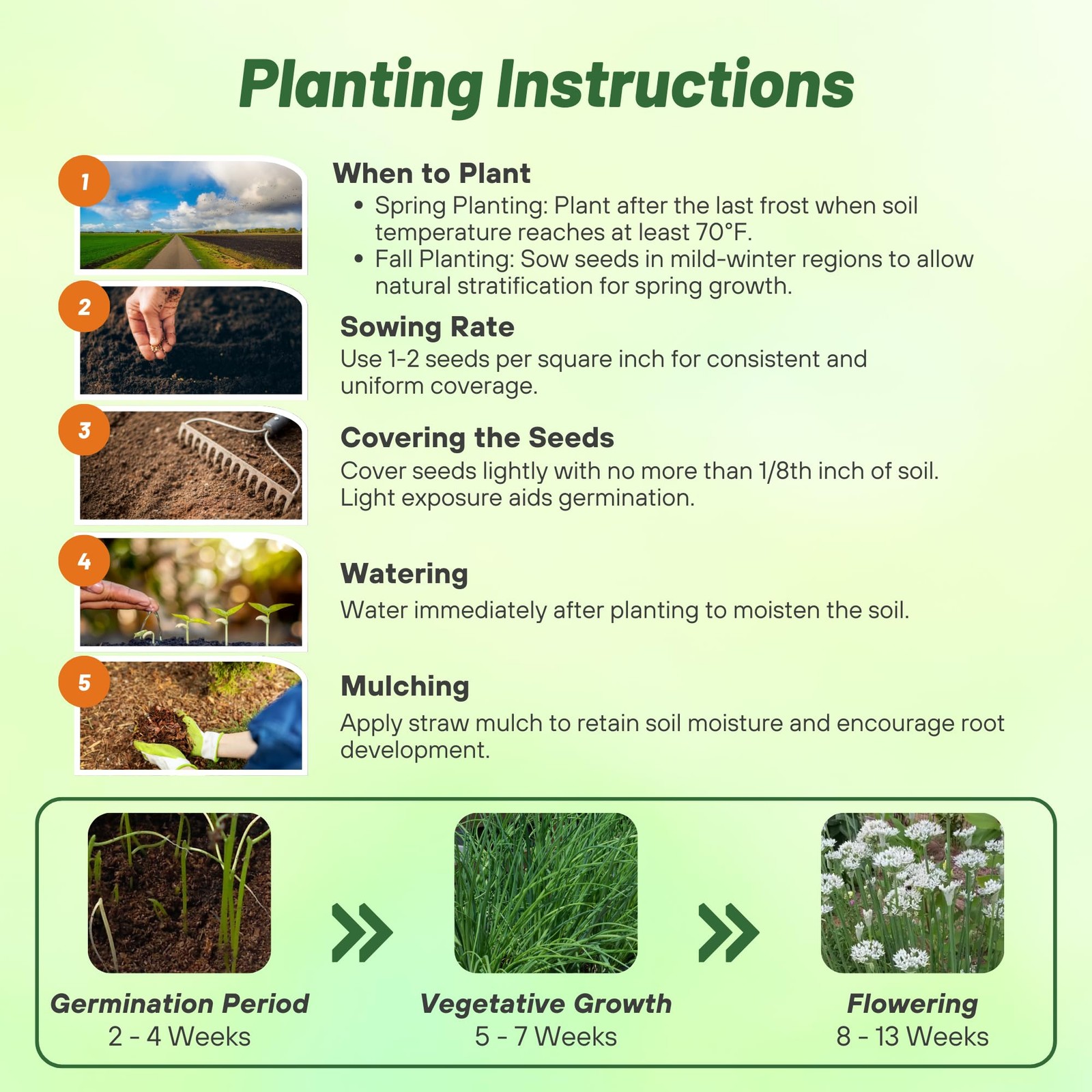 1 LB Non-GMO Garlic Chives Herb Seeds For Sprouting & Microgreens