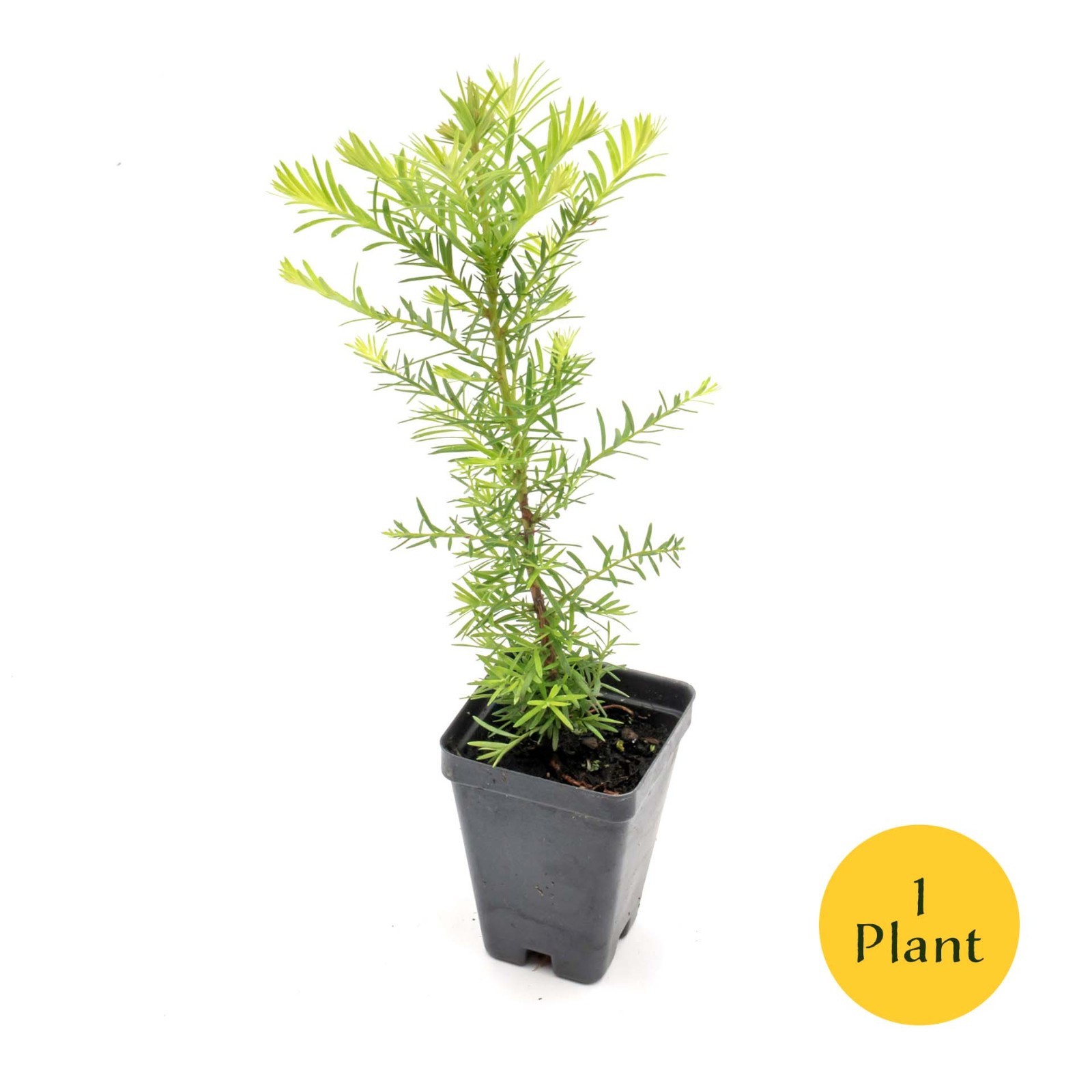 Coastal Redwood (Sequoia sempervirens) in 2.5” Nursery Cubes, Live Tree Sapling