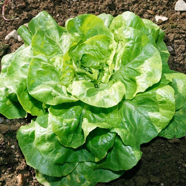 Bibb Lettuce Seeds | Butterhead Type | Heirloom / Non-GMO | Free Shipping | 1103