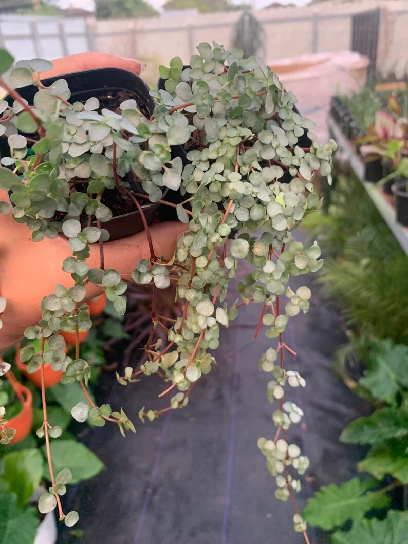 Peperomia / Pilea Depressa Baby Tears Plant