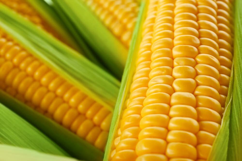 250 Incredible Sweet Corn Seeds – Ships from Iowa, USA