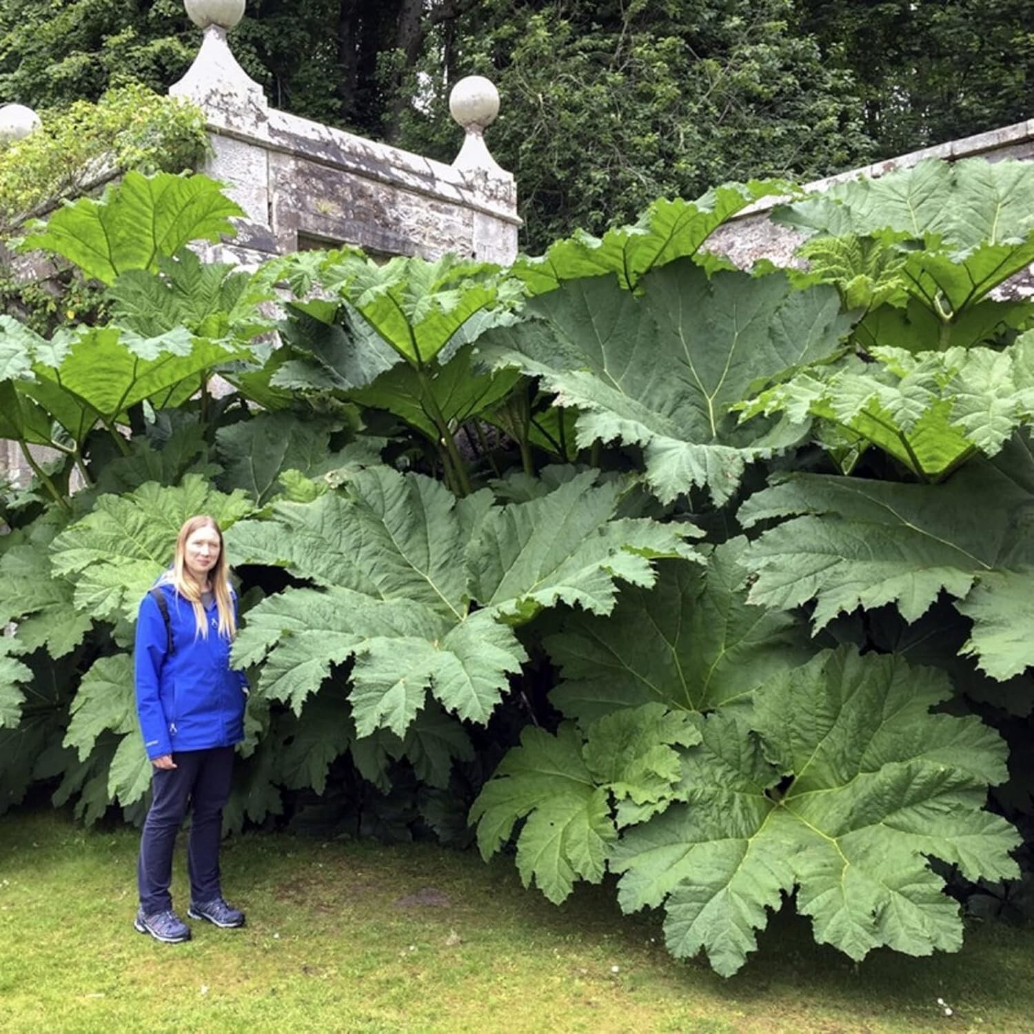 5 Gunnera Manicata Seeds
