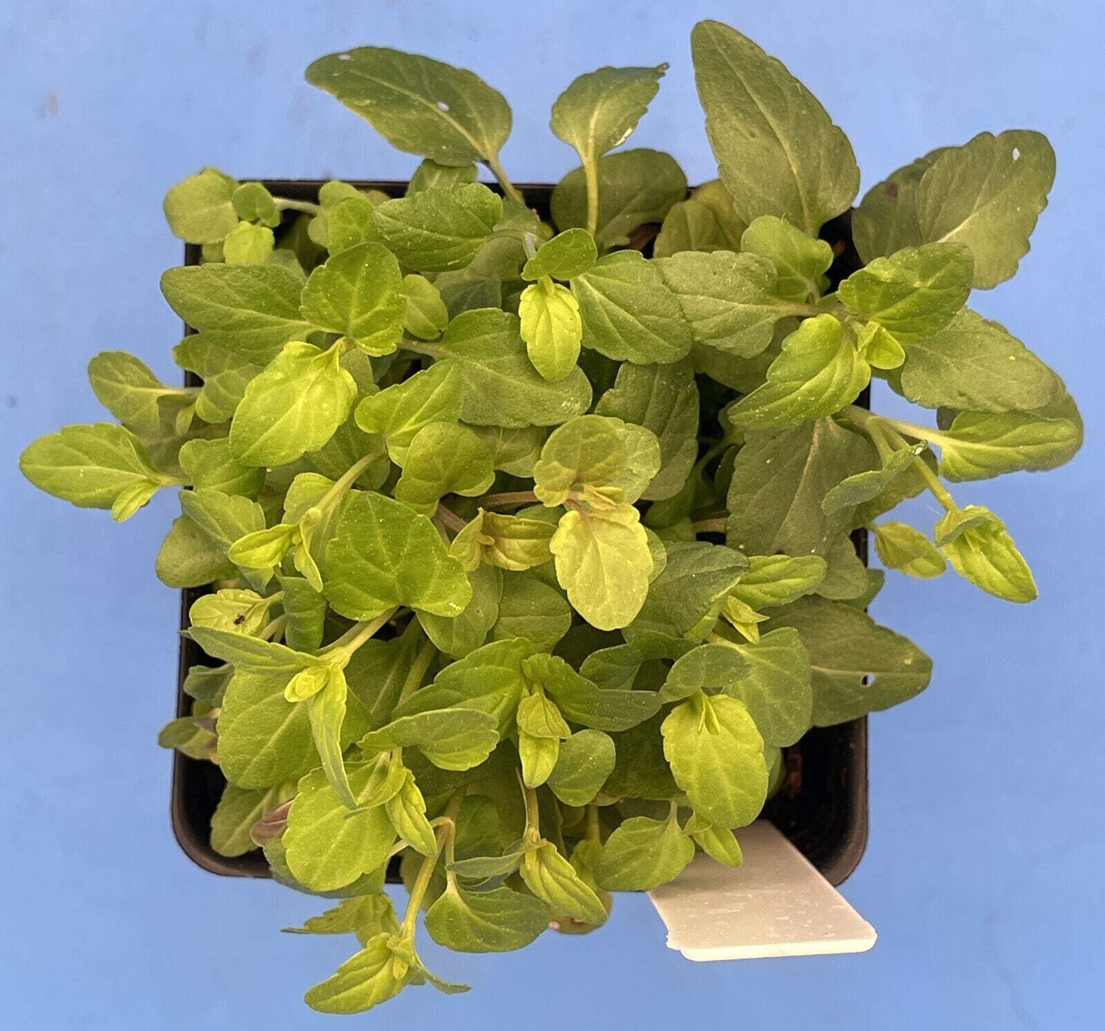 Skullcap, Barbat – Barbed Skullcap- 3″ Starter Pot – Scutellaria Barbata