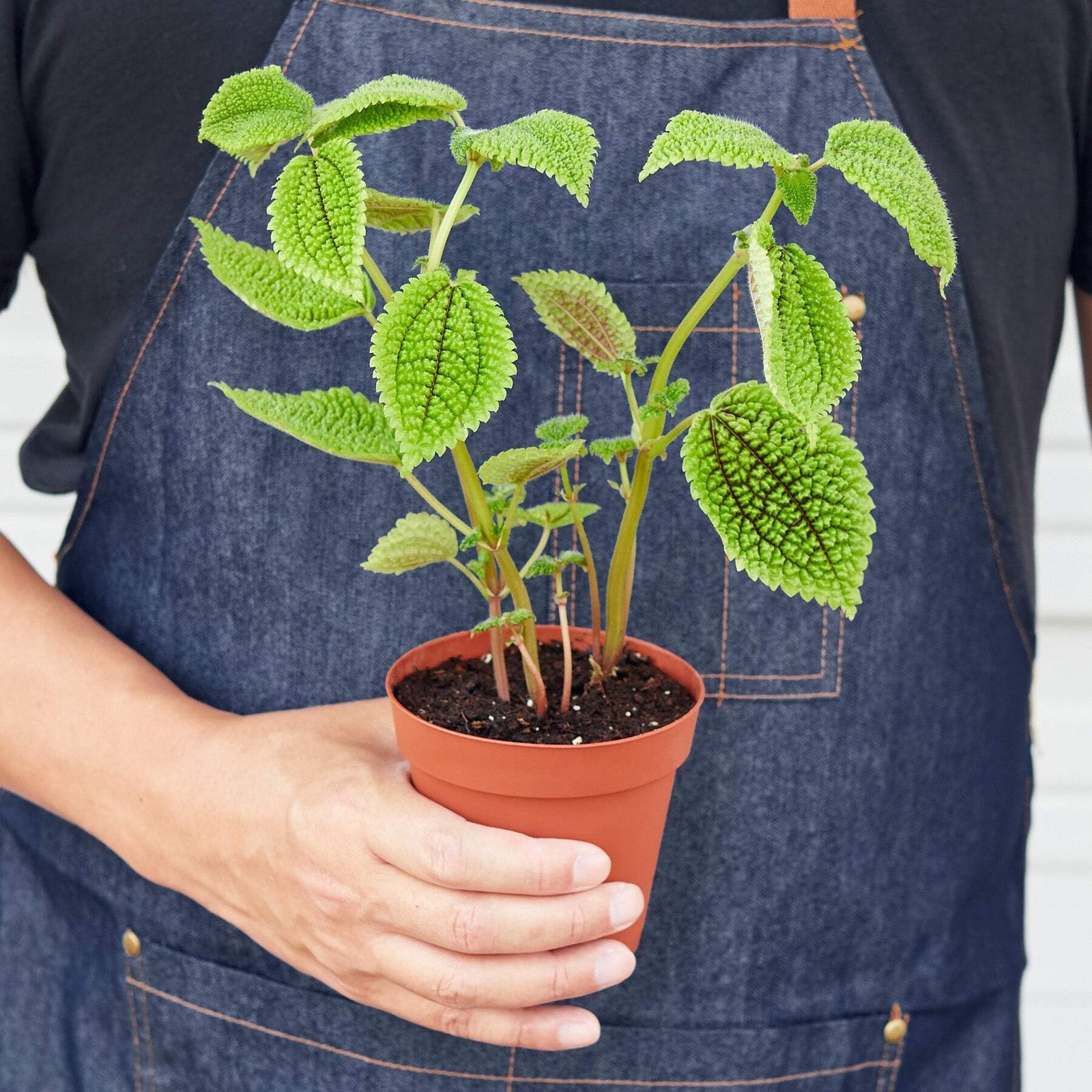 Pilea ‘Moon Valley’ | Live Plant for Indoor & Outdoor