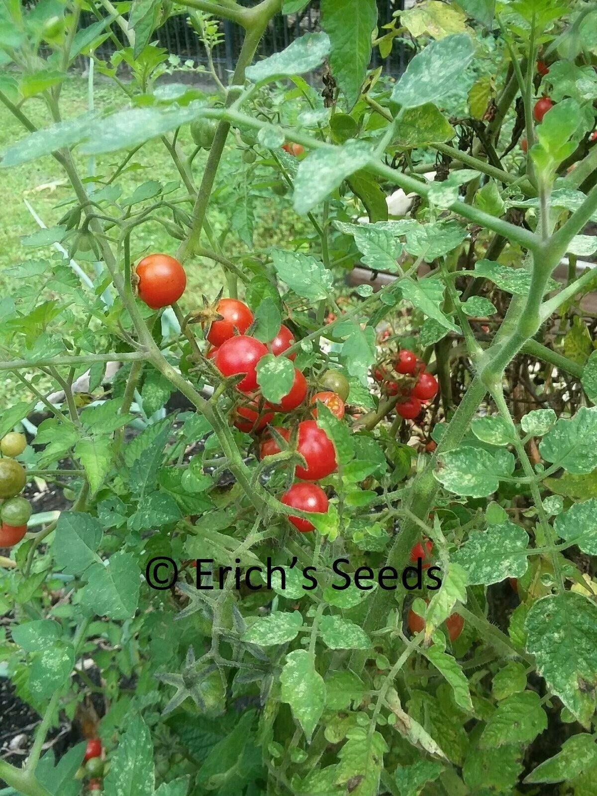60+ Florida Everglades Tomato Seeds Fresh Seeds for planting in 2024