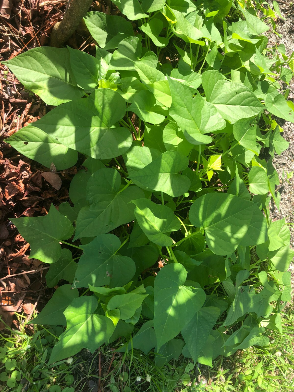 10 Japan cutting Sweet Potato slips / vine – purple skin (Murasaki) Sweet Potato