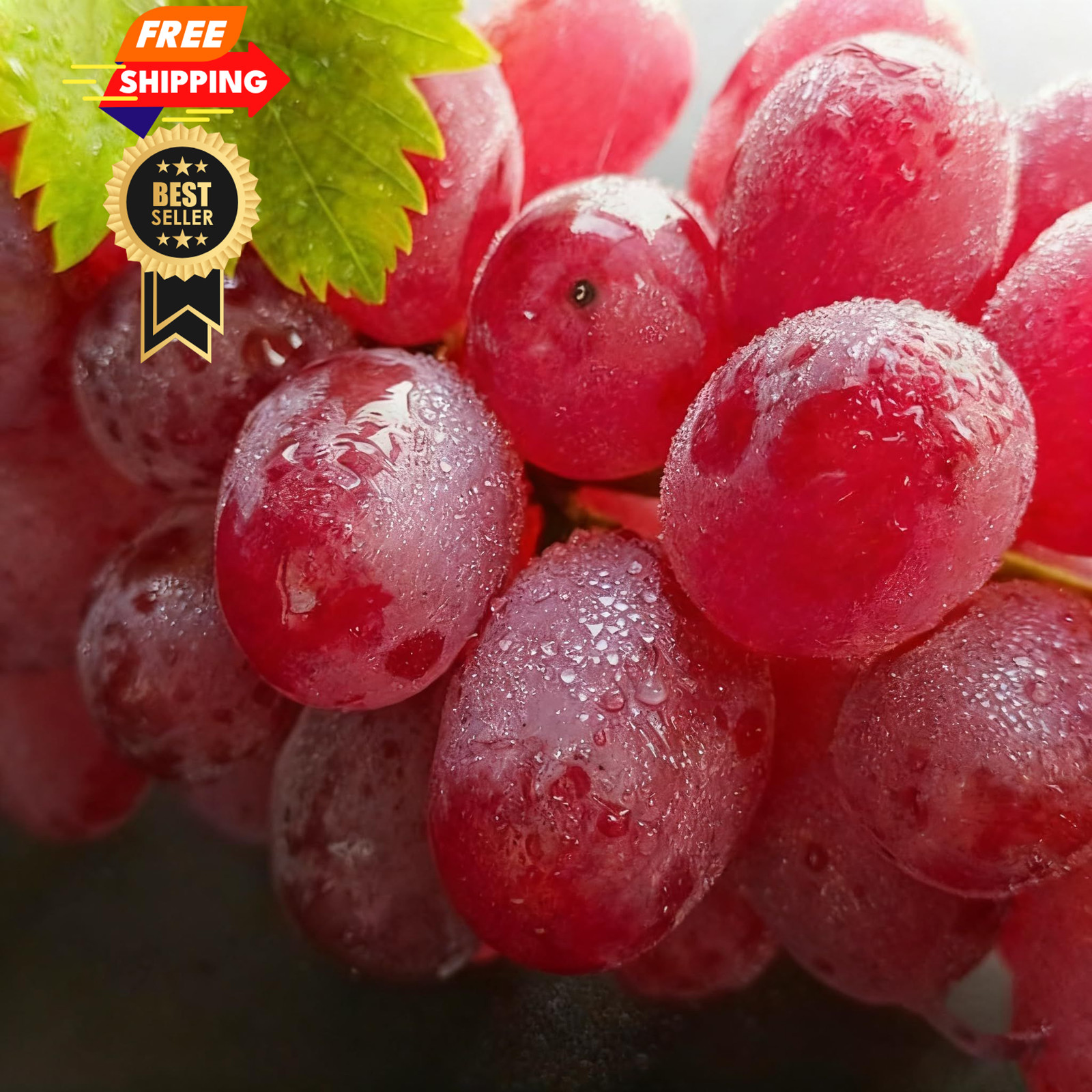 100+ Grape Fruit Seeds for Planting, Vitis vinifera Seed, Non-GMO Red