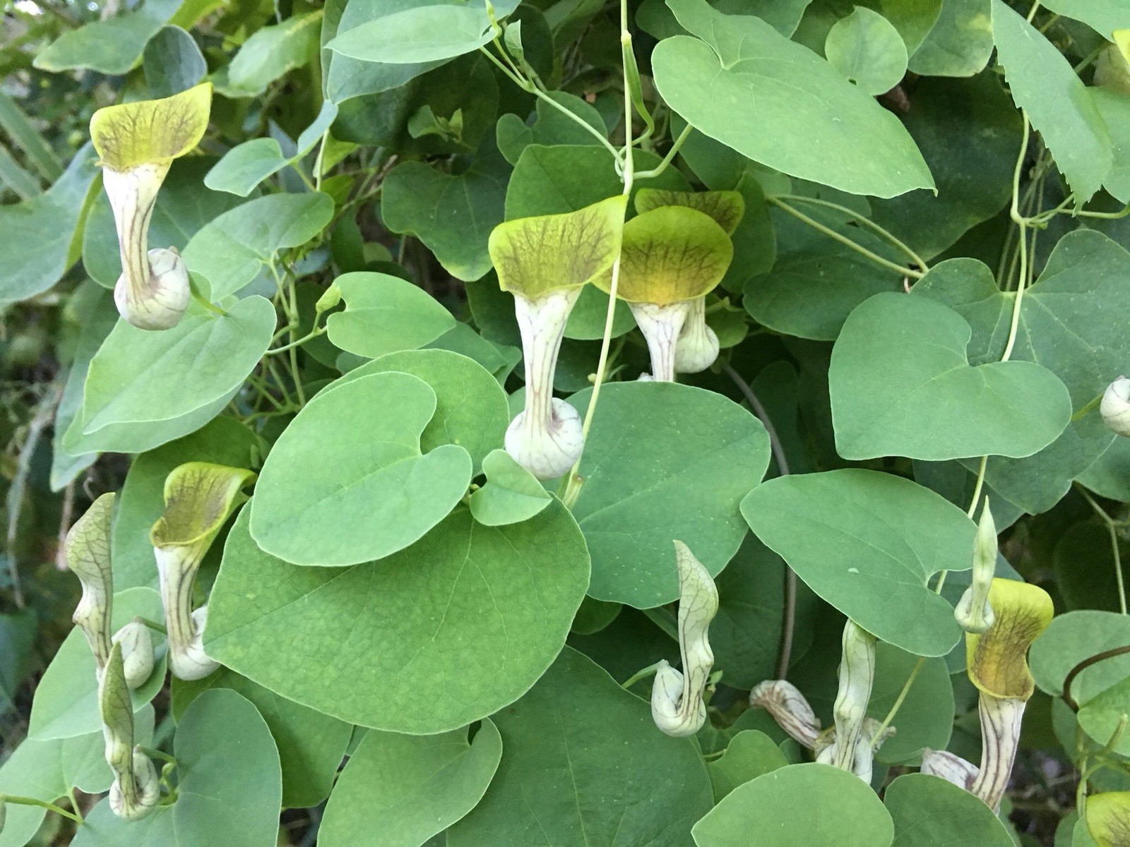 Aristolochia argentina 10+ seeds