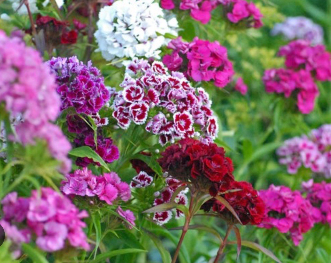100+ SWEET WILLIAM SEEDS – DIANTHUS – PERENNIAL – Mixed Colors – Fragrant