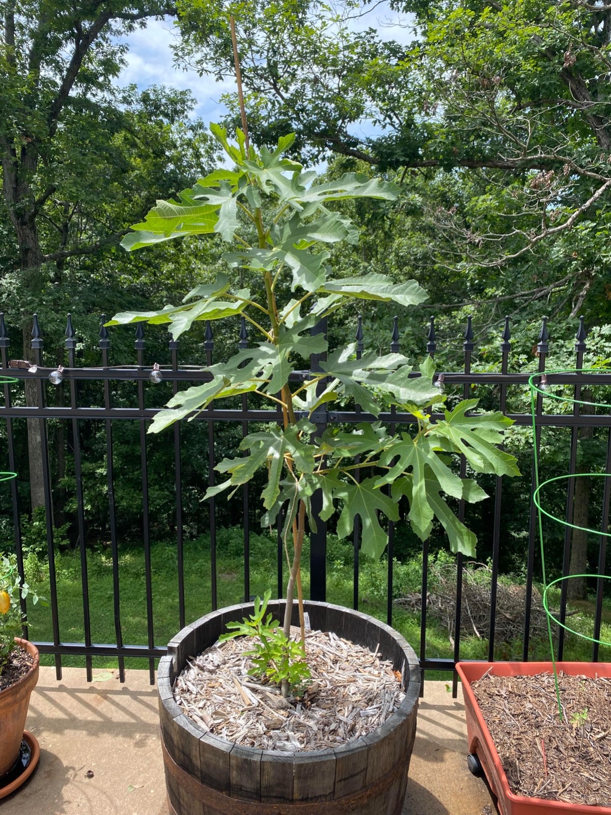 1 Beer’s Black Dwarf Fig Tree – Ficus carica