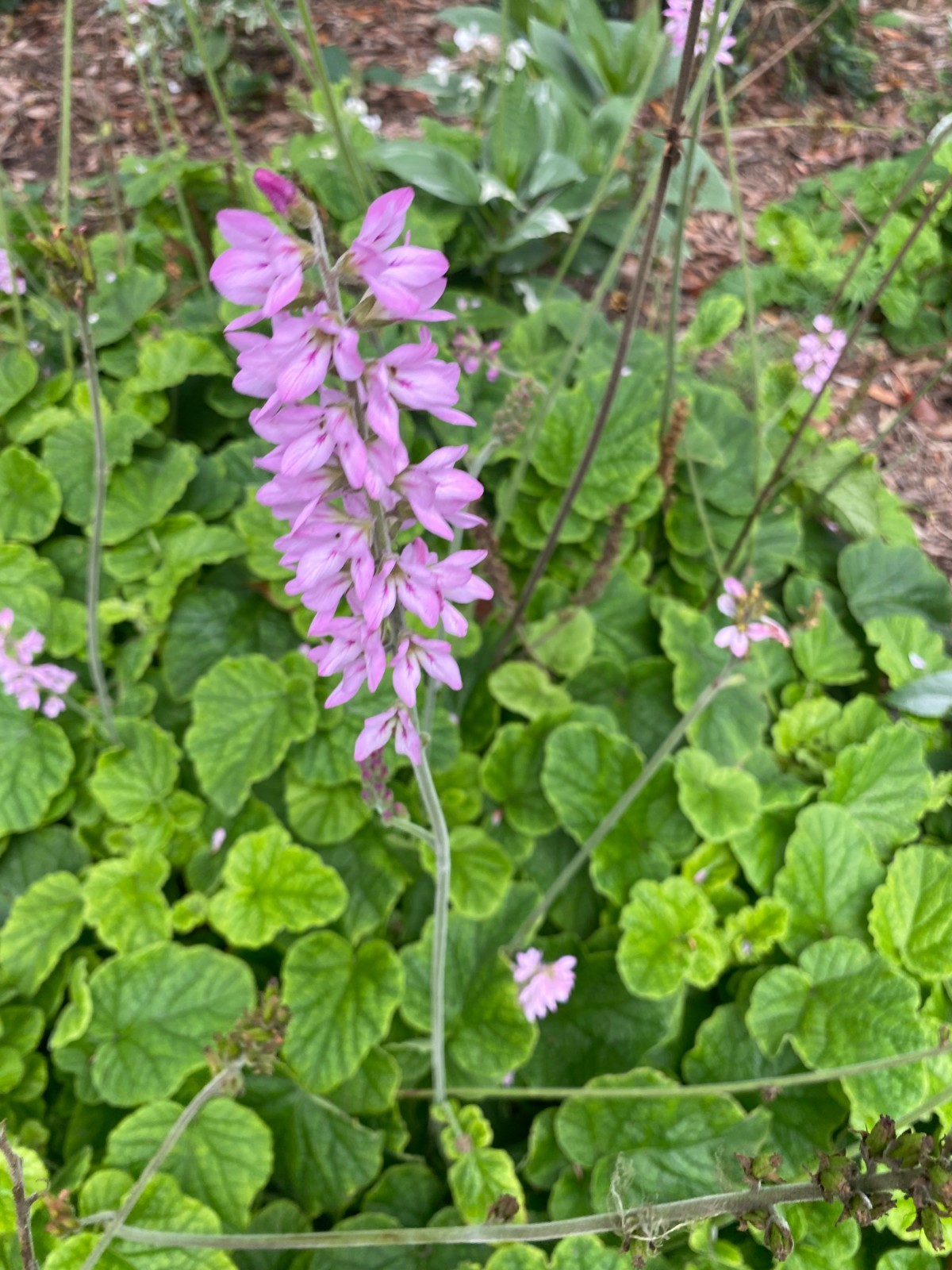 Francoa sonchifolia | Bridal Wreath | 50 Seeds