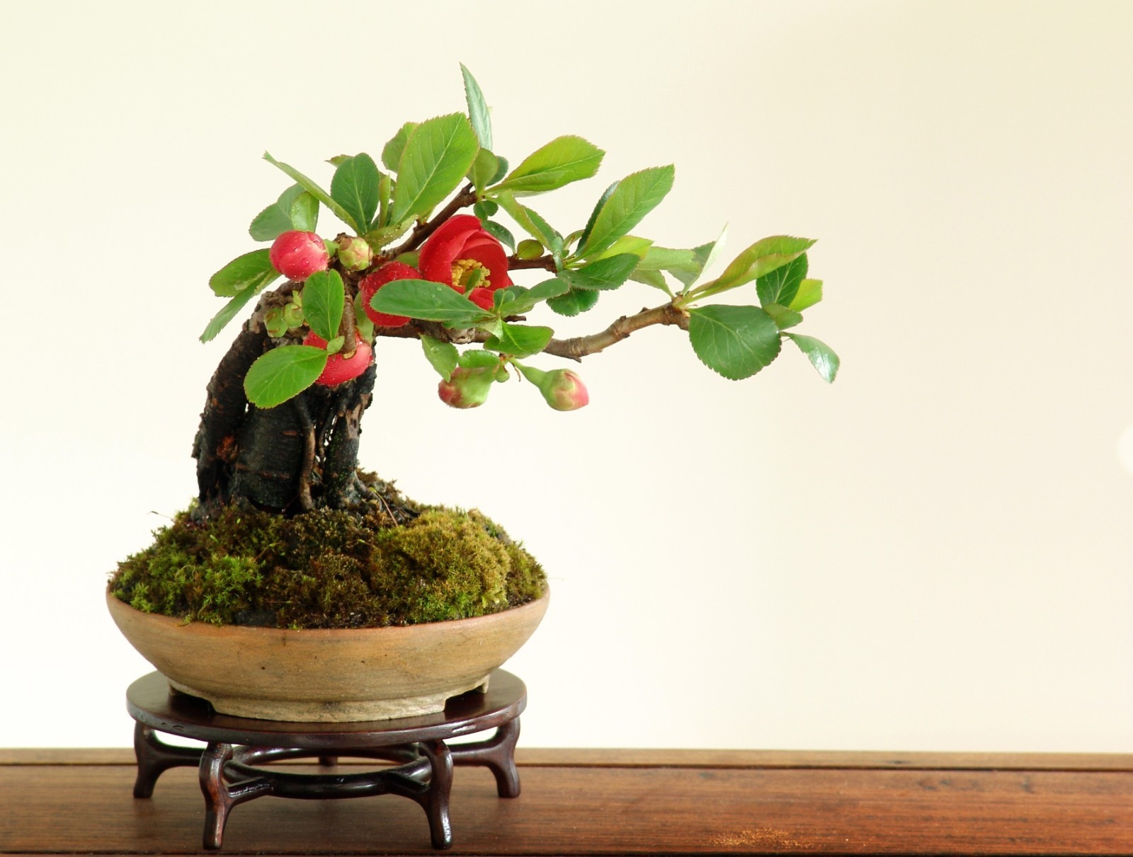 Japanese Flowering Quince, Chaenomeles japonica, Tree Seeds (Hardy, Edible, Easy