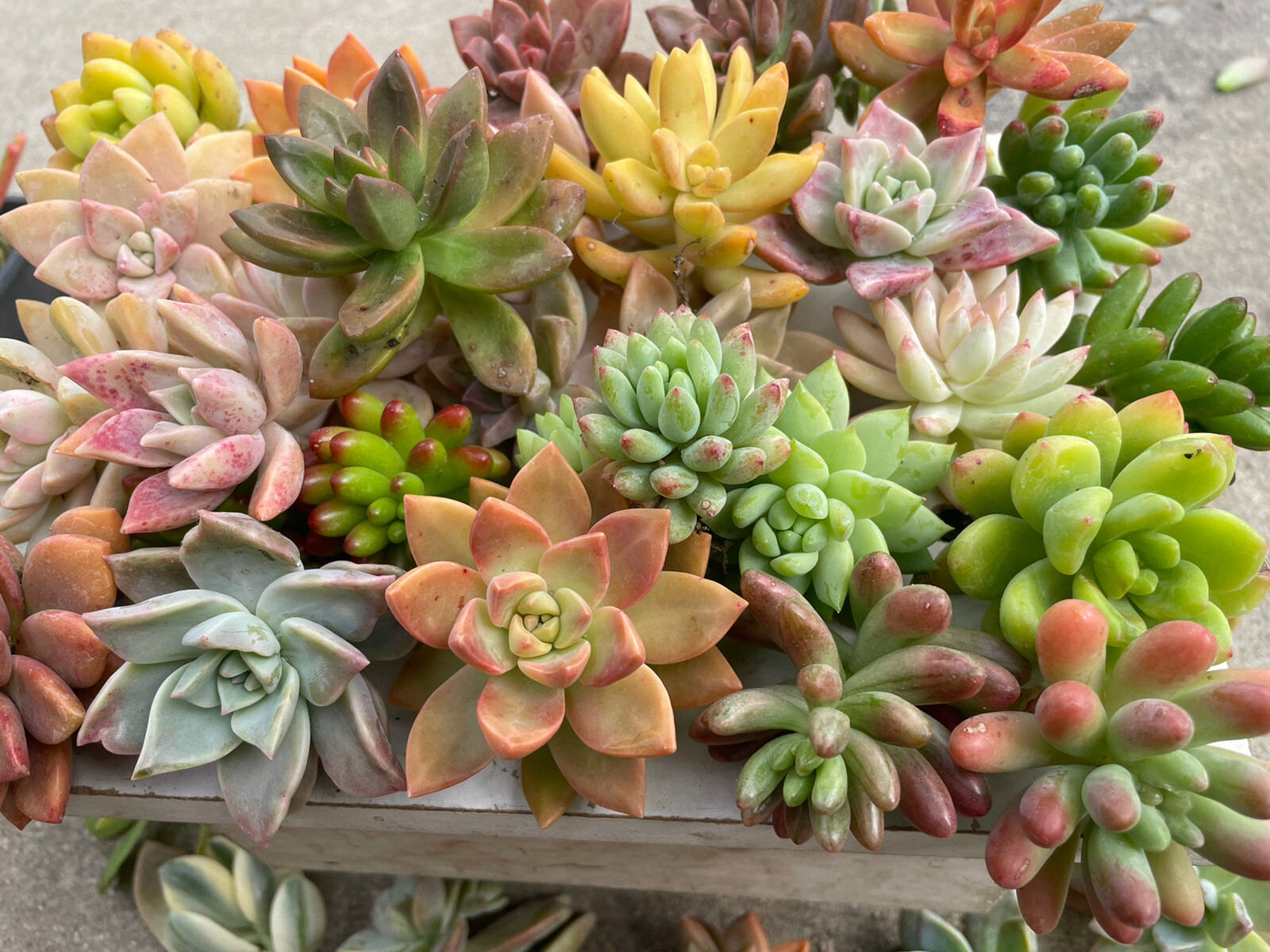 30 colorful cutting succulents (pink, Red,Yellow Orange, Burgundy, Pastel,green)