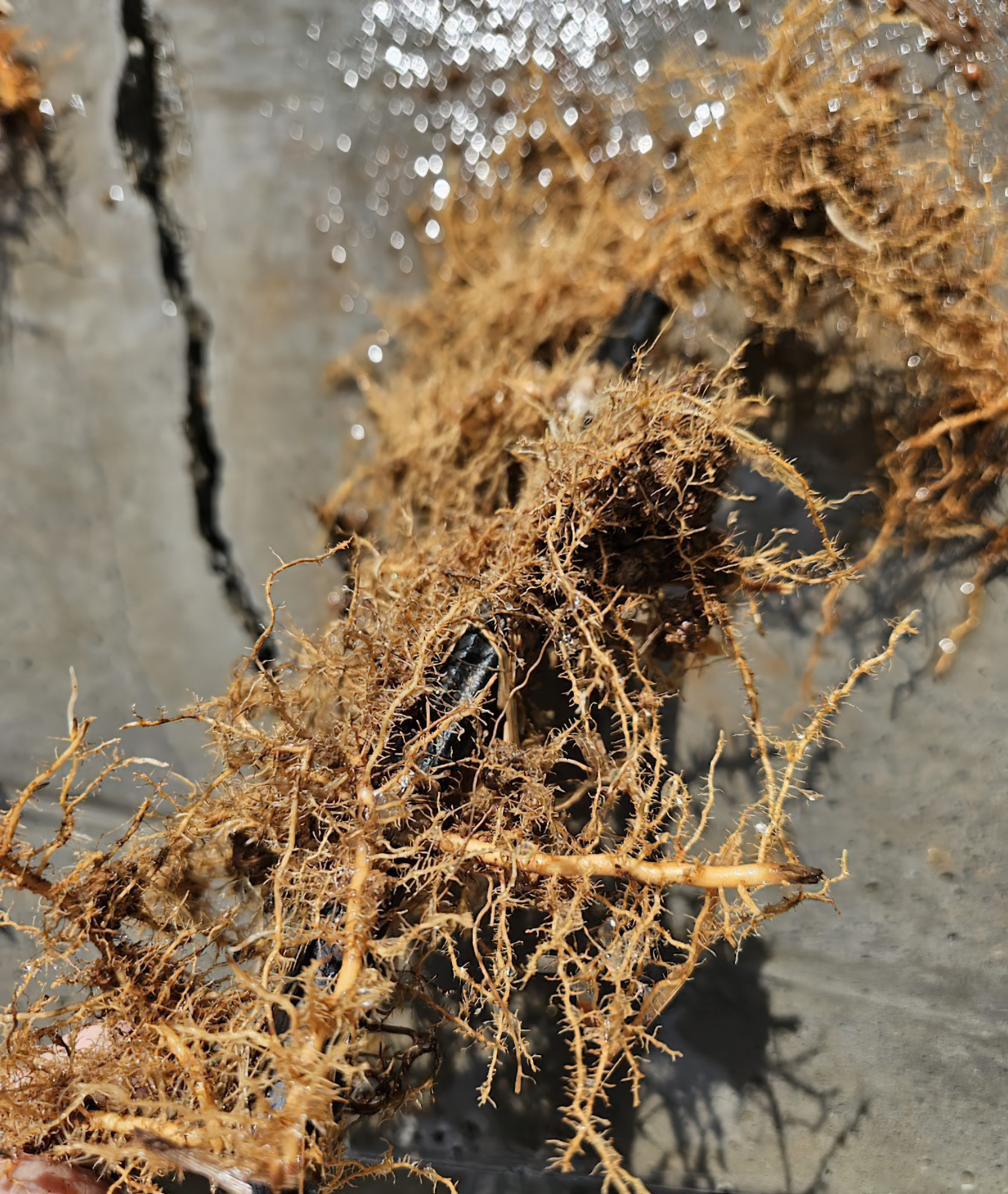 (6) Black Bamboo Rhizomes – Cold-Hardy, Evergreen – Privacy Screen, Fast-Growing