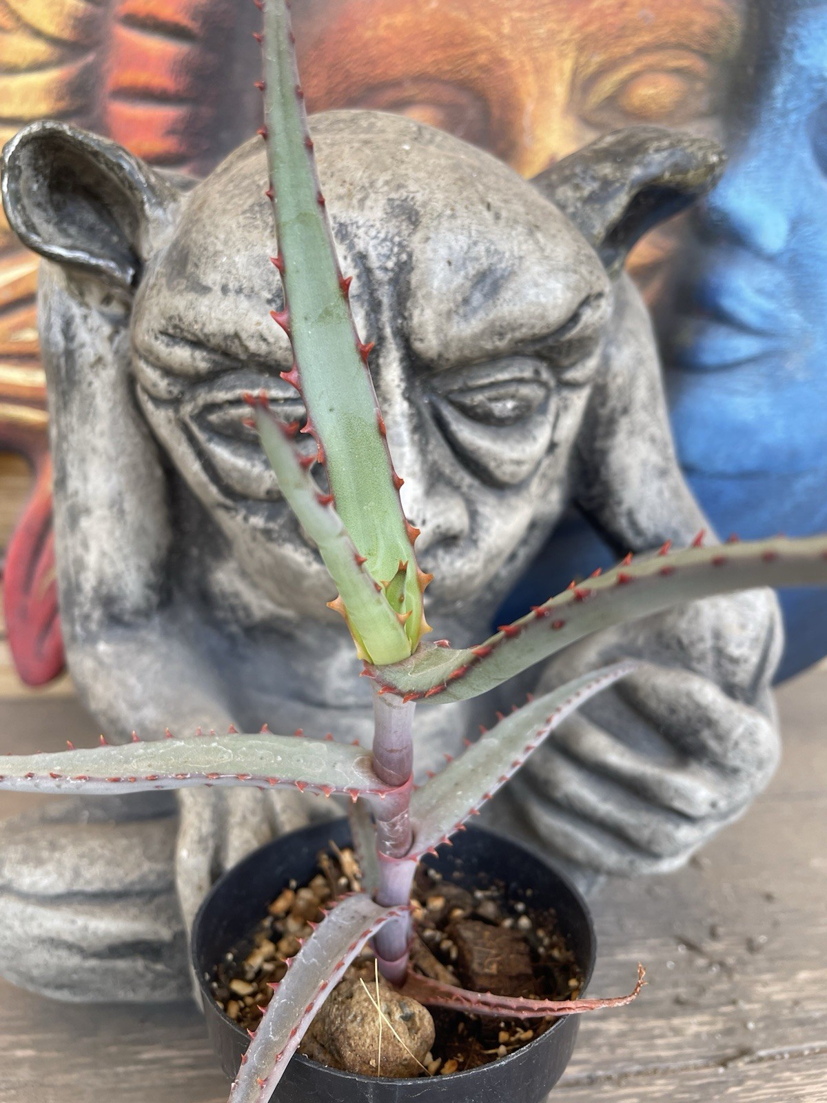 Aloe DIVARICATA — “Mr. Toothy” rare aloe seedling — SEED GROWN!!