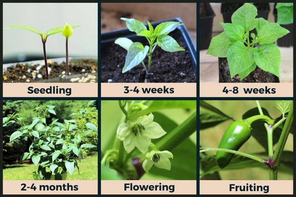 🌶️Early Jalapeno Pepper Seeds 🔥25+ Hot Spicy Salsa Garden Heirloom Non-GMO