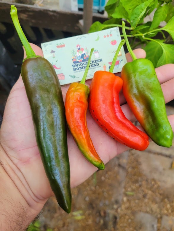 Numex 6-4 Heritage Hatch 25 Pepper Seeds 1,500+ Scoville SHU Mild Chili